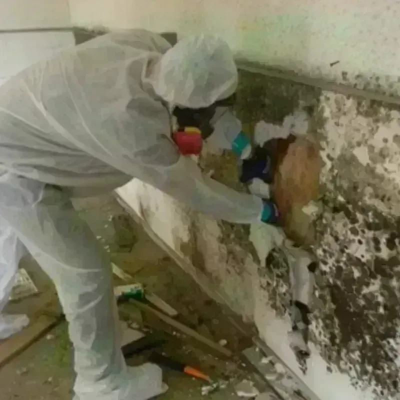 Mold Remediation and Removal in Mason, NH